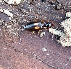 Dromius fenestratus