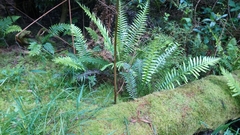 Blechnum nudum