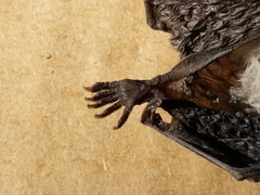 Chalinolobus gouldii