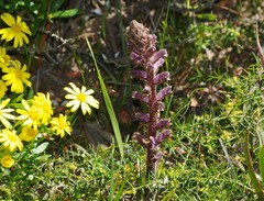 Orobanche minor