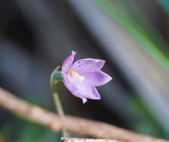 Thelymitra juncifolia