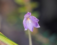 Thelymitra juncifolia