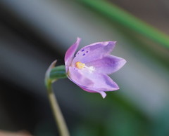 Thelymitra juncifolia