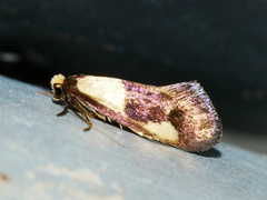 Edosa irruptella