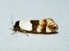 Euphiltra eroticella