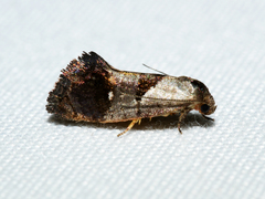 Eupselia holoxantha