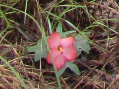 Abelmoschus moschatus tuberosus