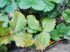 Diplocarpon fragariae