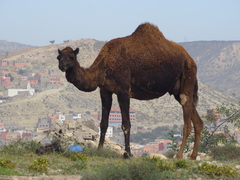 Camelus dromedarius