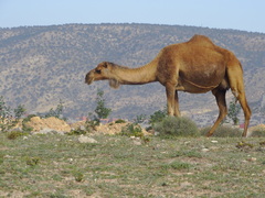 Camelus dromedarius