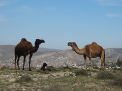 Camelus dromedarius