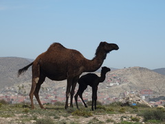 Camelus dromedarius