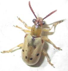 Crioceris nigropunctata