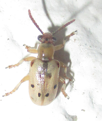 Crioceris nigropunctata