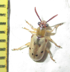 Crioceris nigropunctata
