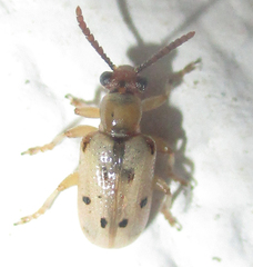 Crioceris nigropunctata
