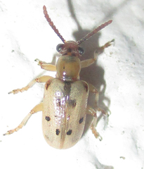 Crioceris nigropunctata