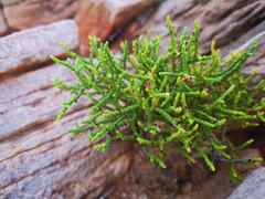 Crassula muscosa obtusifolia