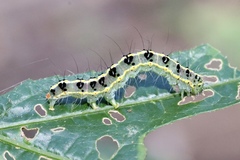 Xanthodes transversa