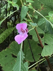Impatiens glandulifera