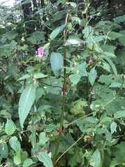 Impatiens glandulifera