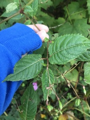 Impatiens glandulifera