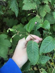 Impatiens glandulifera