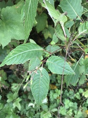 Impatiens glandulifera