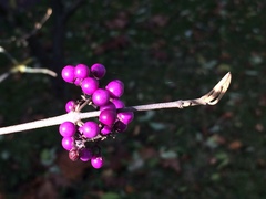 Callicarpa bodinieri