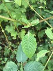 Impatiens glandulifera