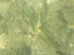 Thalassia hemprichii