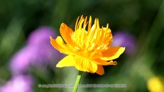 Trollius chinensis