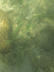 Thalassia hemprichii