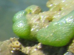 Dictyosphaeria versluysii