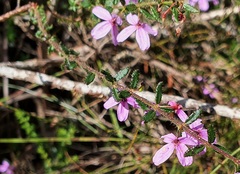 Tetratheca pilosa