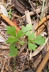 Xanthosia