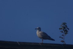 Larus argentatus