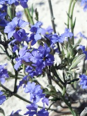 Dampiera lanceolata lanceolata