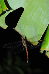 Anaciaeschna jaspidea