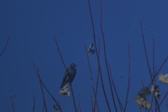 Sturnus vulgaris