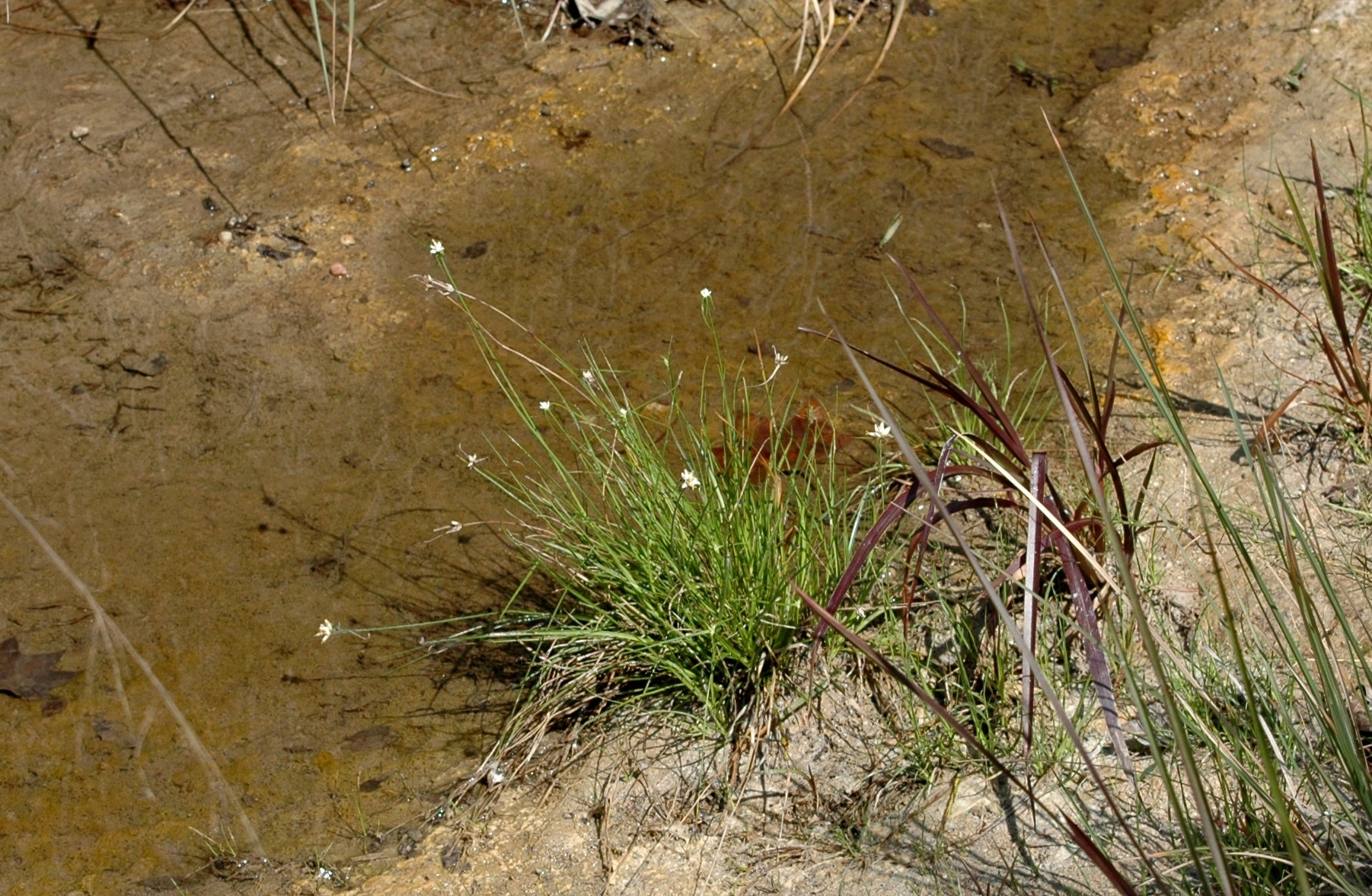 Rhynchospora nivea