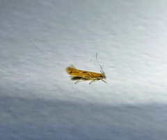 Pyroderces wolschrijni