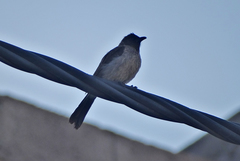 Pycnonotus barbatus