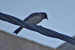 Pycnonotus barbatus