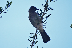 Pycnonotus barbatus