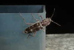Xylotrechus smei