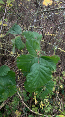 Rubus
