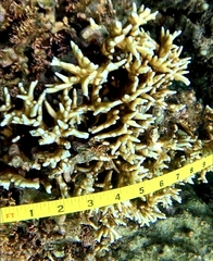 Millepora tenera