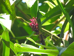 Maxillaria hagsateriana