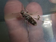 Xylotrechus smei